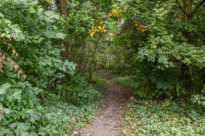 Foto 41 van Dingenpad 21