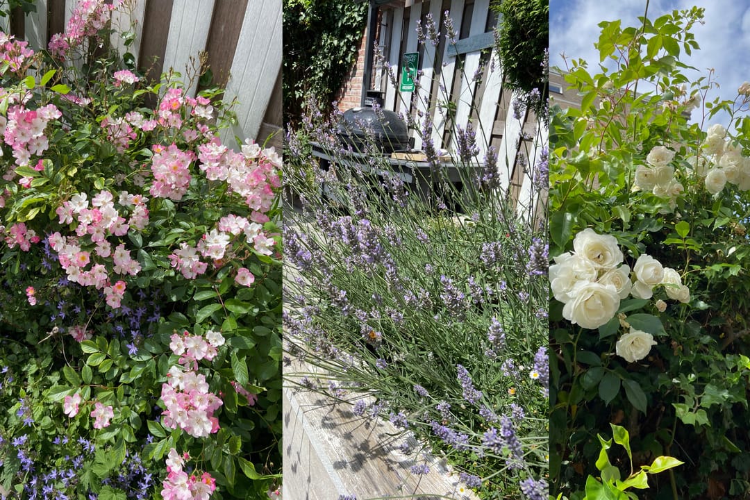 Foto 16 van Steenvoordelaan 360-B