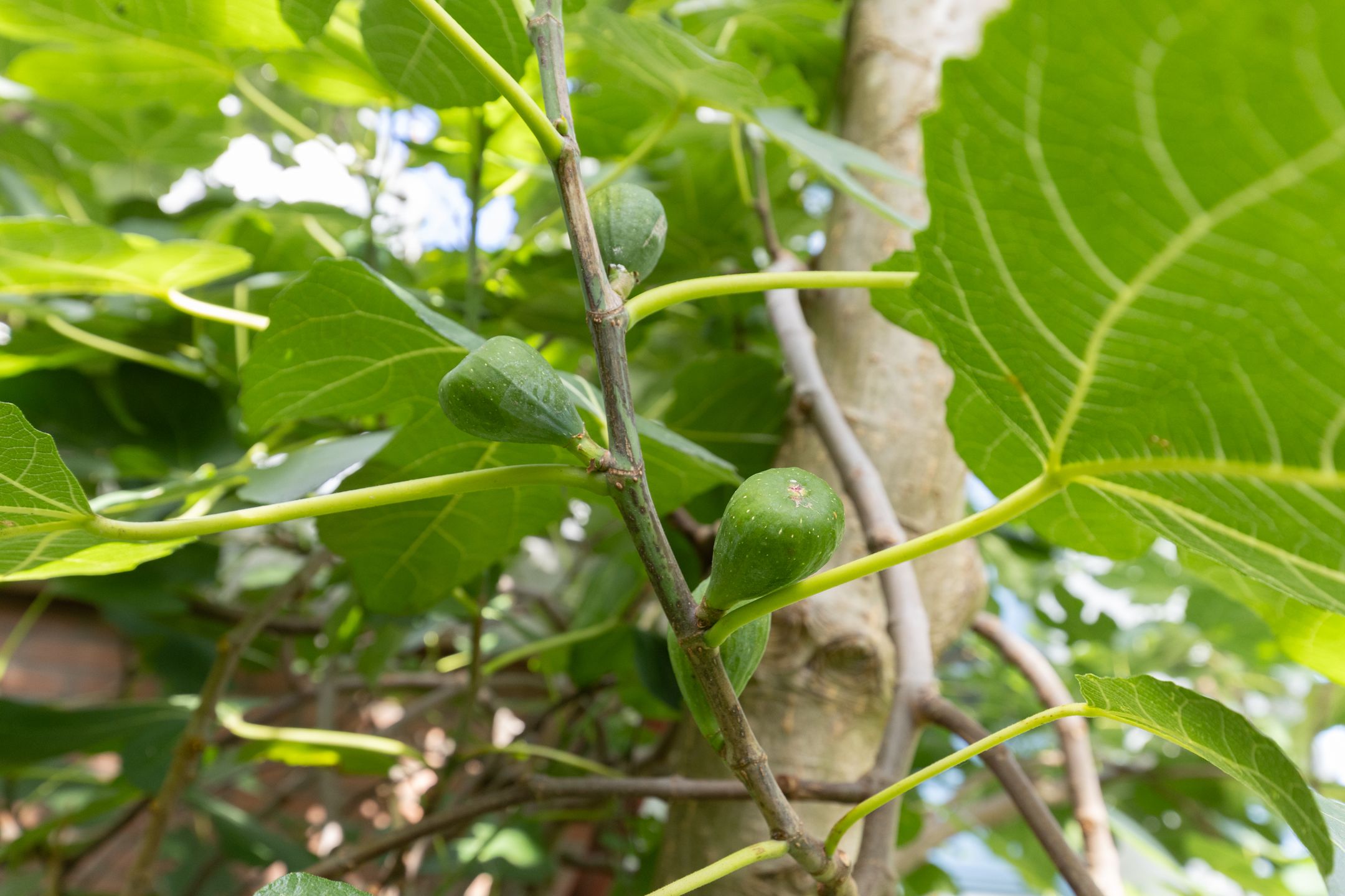 Foto 57 van Nieuwe Koekoekstraat 59