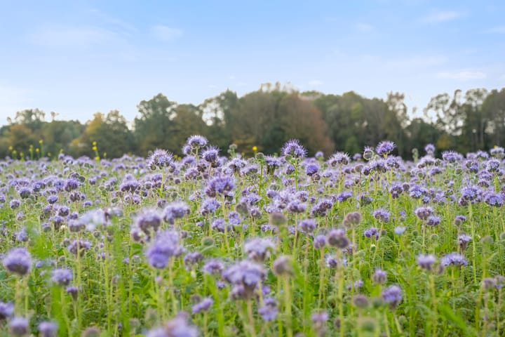 Photo 39 of Kruisbooglaan 18