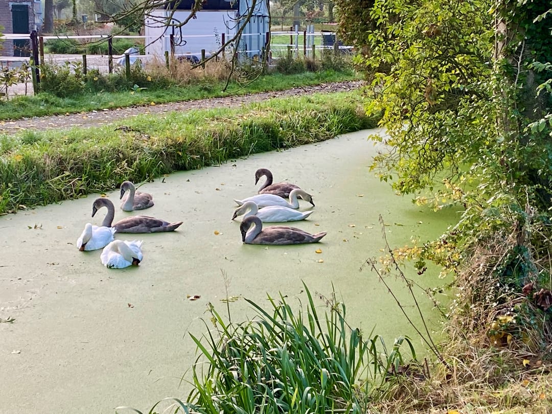 Foto 47 van Lopikerweg oost 29-A