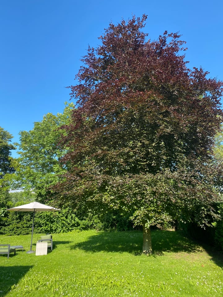 Foto 5 van Kampsestraat