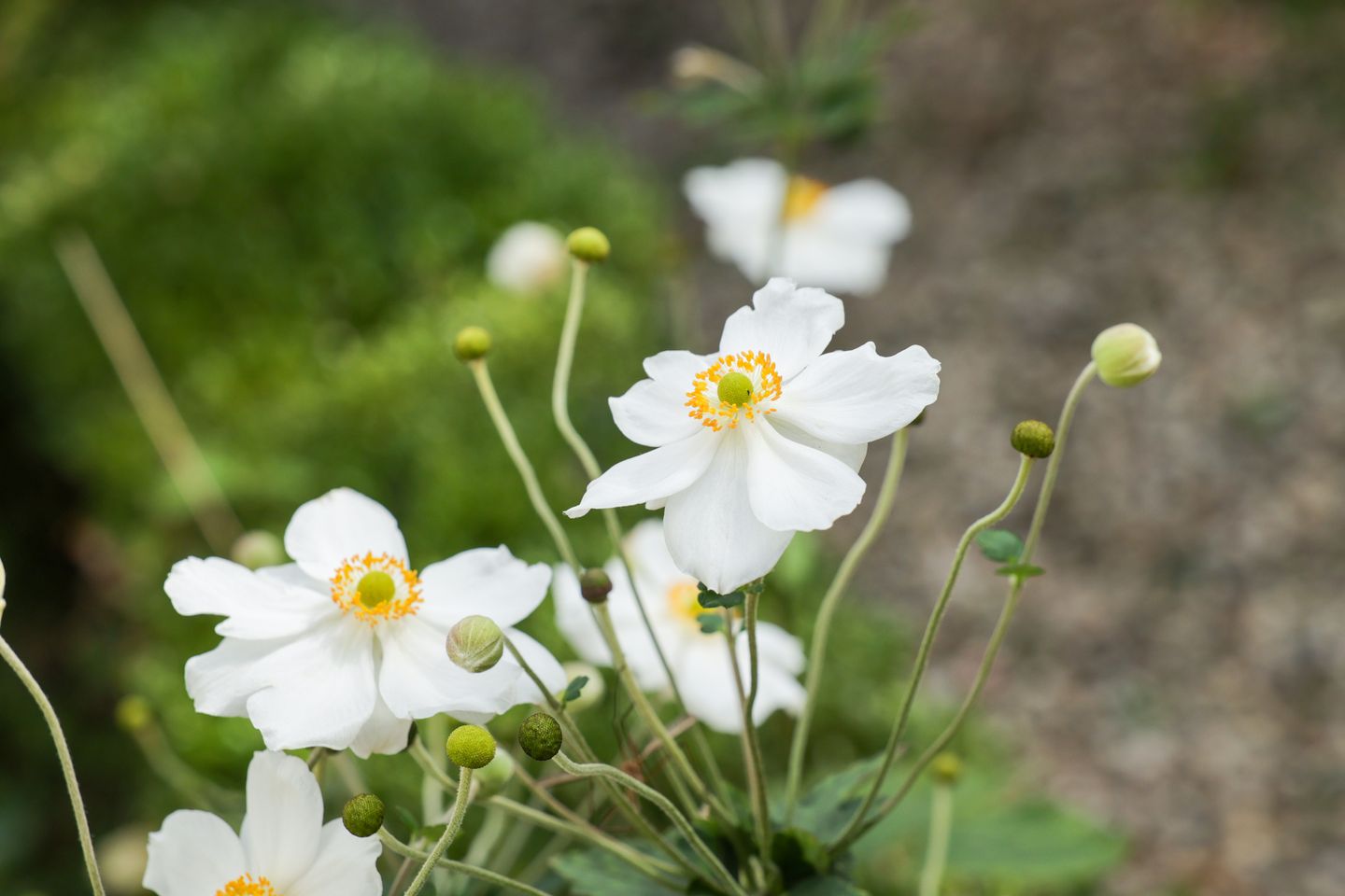 Foto 59 van Karnemelksweg 2