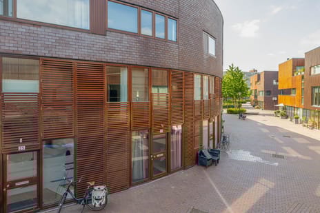 Kokardebloem 27 secondary image