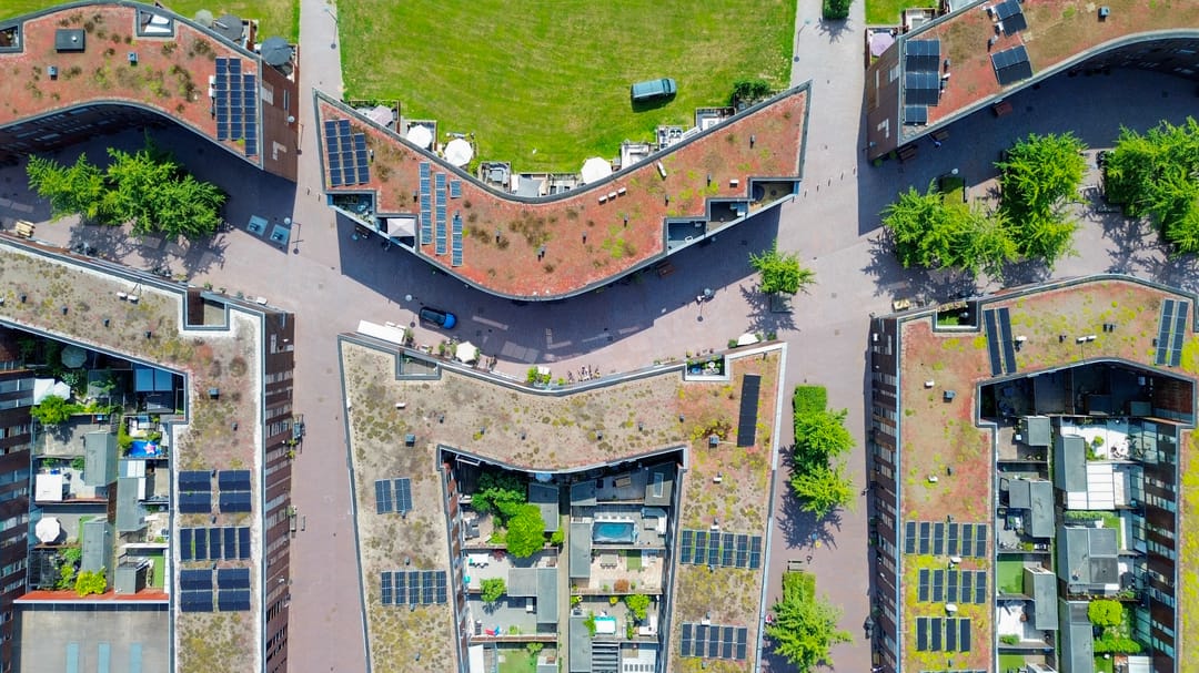 Foto 56 van Kokardebloem 27