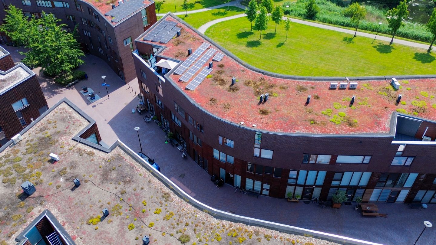 Foto 59 van Kokardebloem 27