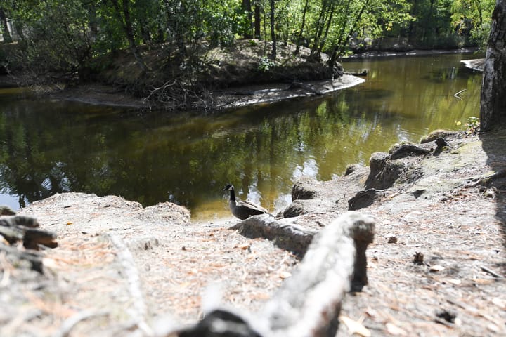 Photo 28 of Vennenbos 822