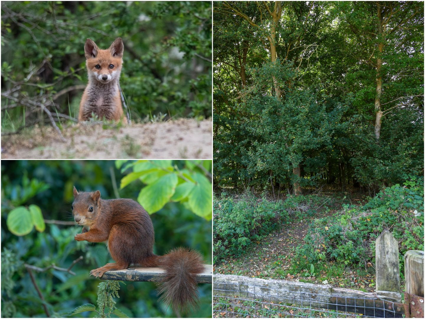 Photo 29 of Duinen 4