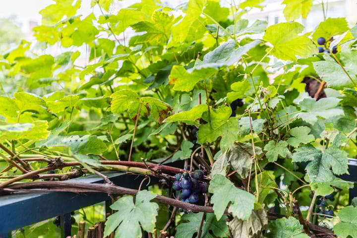 Foto 42 van Koxhorn 27-1