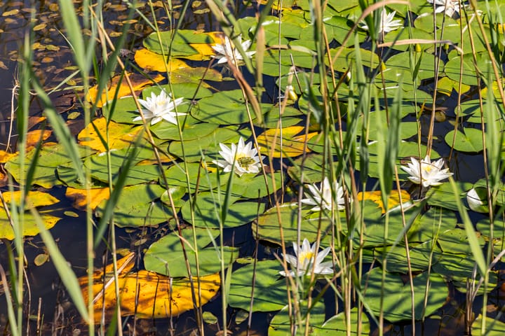 Foto 75 van Schapendijk 7