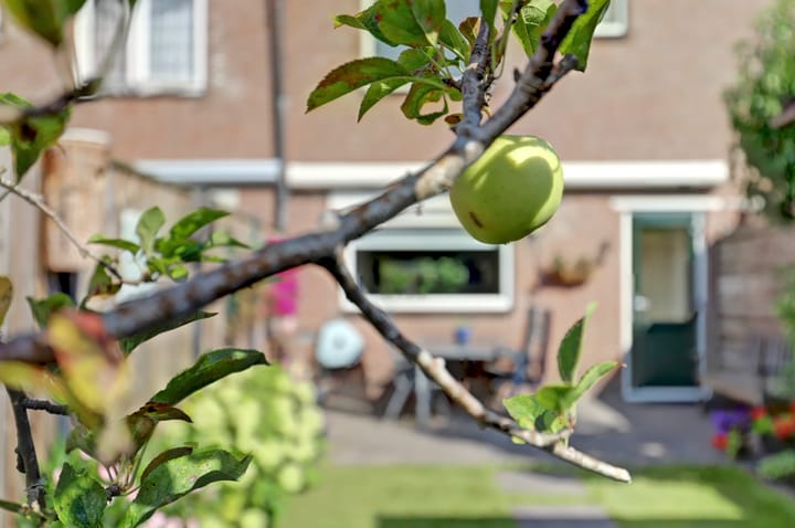 Foto 36 van Hoefblad 139