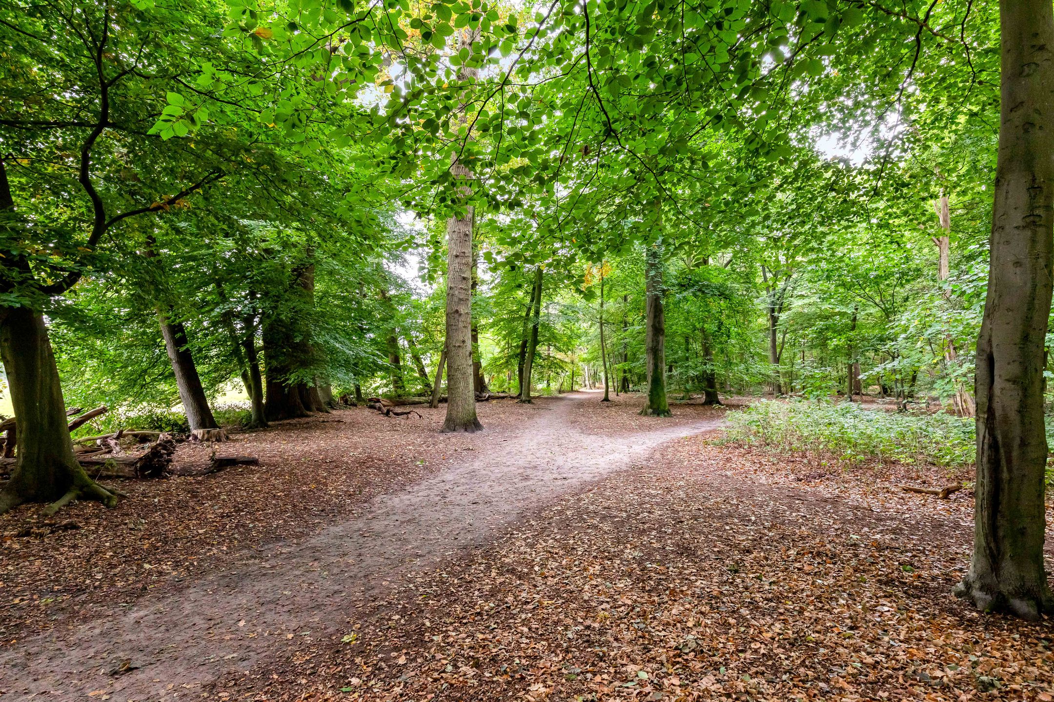 Photo 57 of Bosuillaan 50