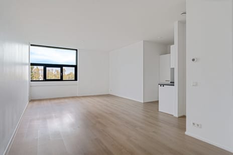 The Rhino main image