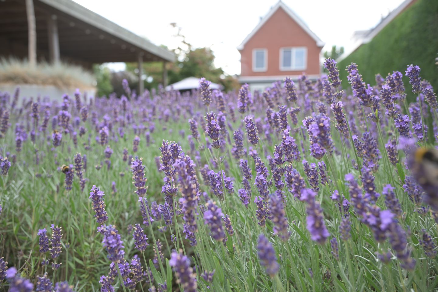 Foto 40 van Burgemeester Kemmelaan 15