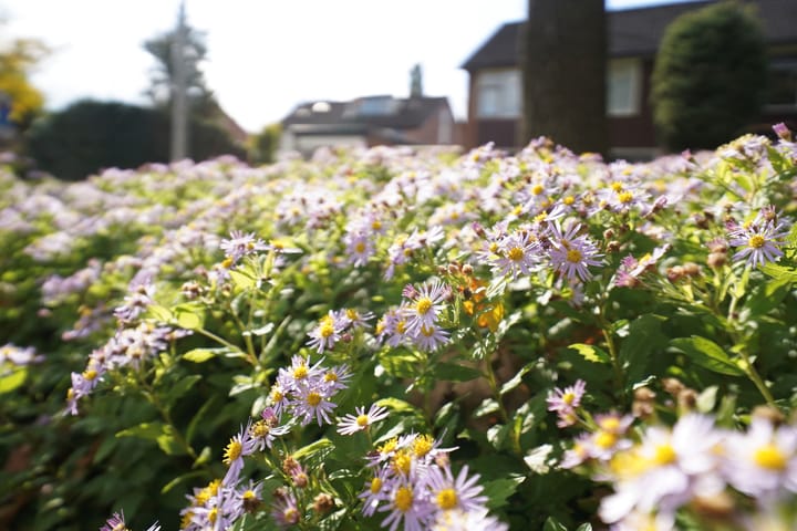 Photo 57 of Meidoornlaan 7