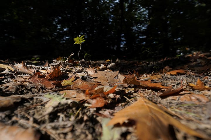 Photo 62 of Meidoornlaan 7