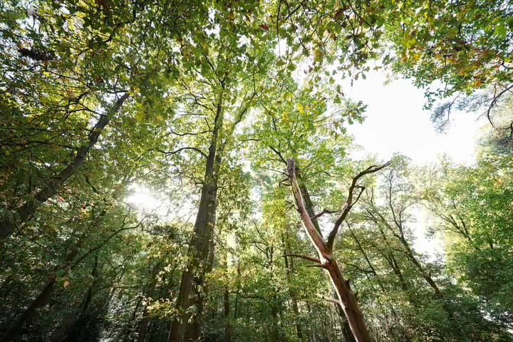 Photo 63 of Meidoornlaan 7