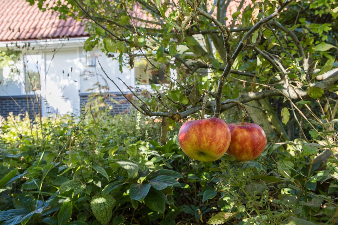 Foto 41 van Westraklaan 10