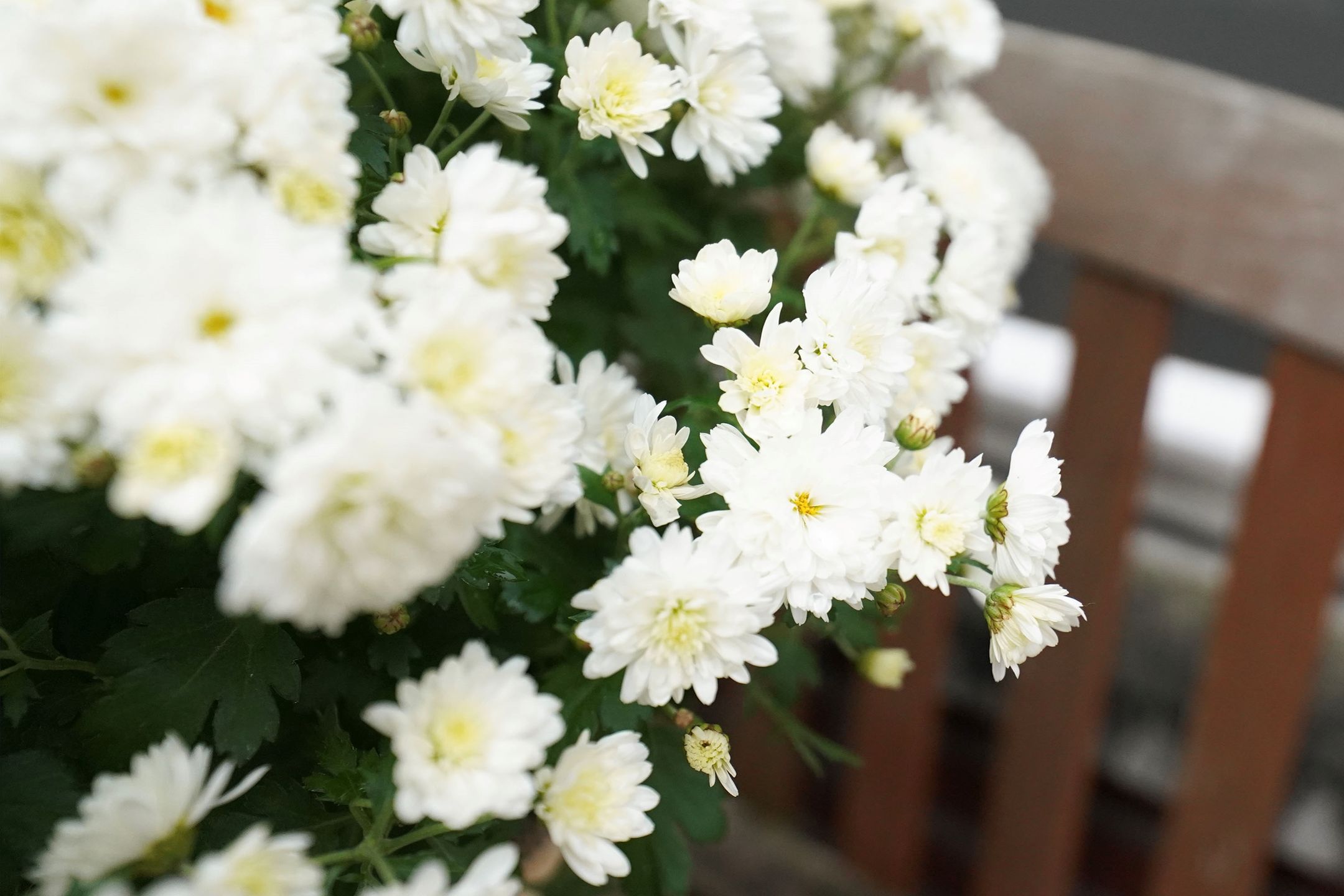 Foto 3 van Havikstraat 16