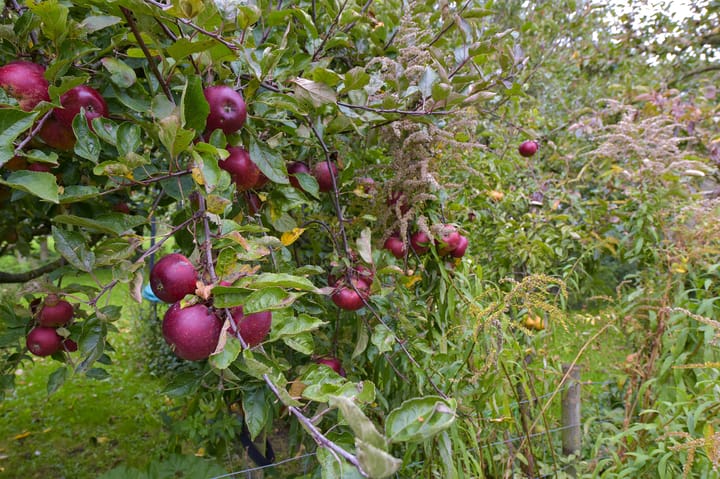 Photo 50 of Dorpsweg 71