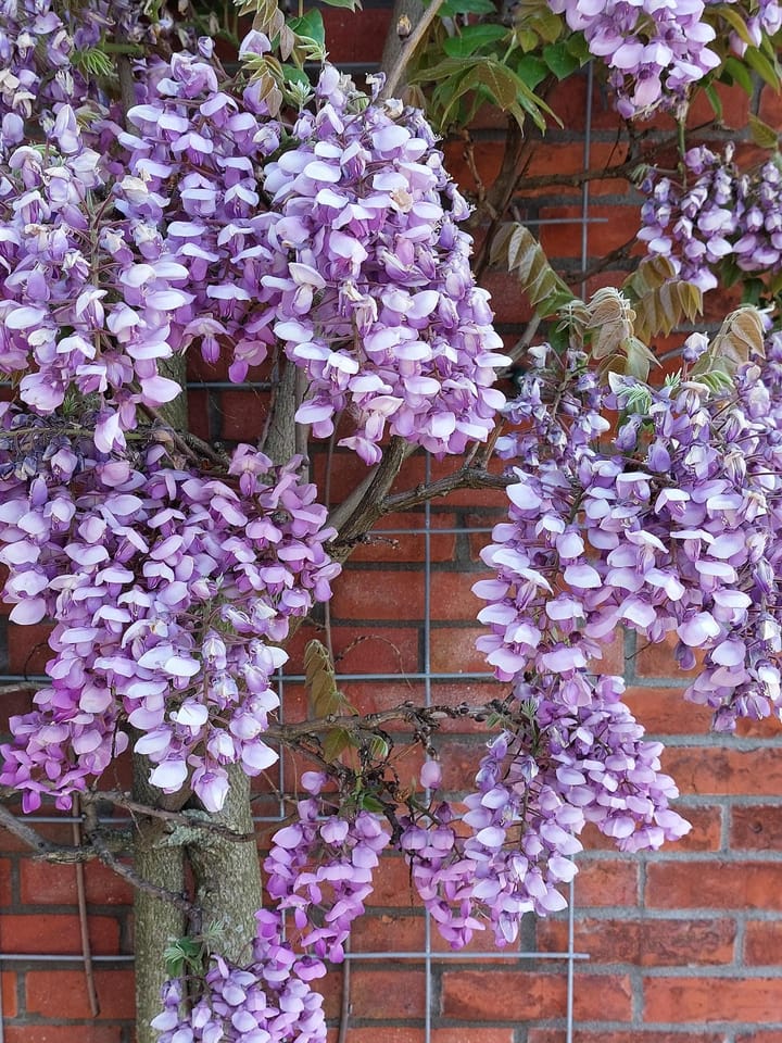 Photo 59 of Wernhoutseweg 30