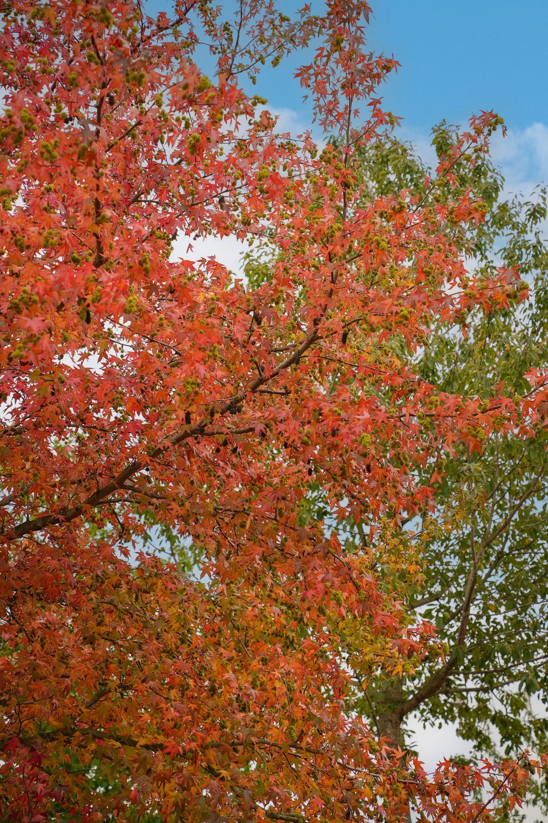 Foto 52 van Grutto 47