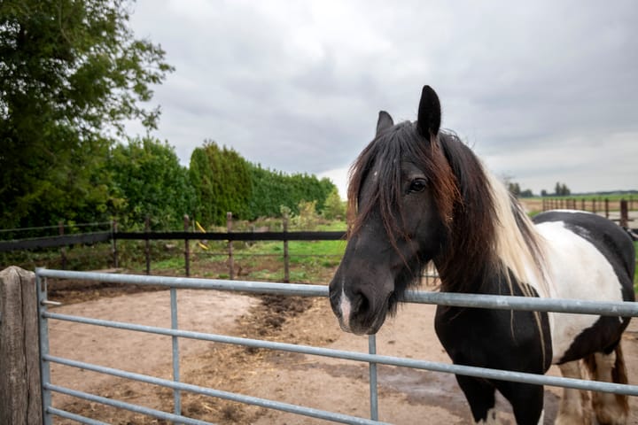 Photo 81 of Smalzijde 6