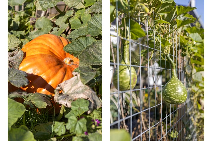 Photo 15 of Pompoenweg 58