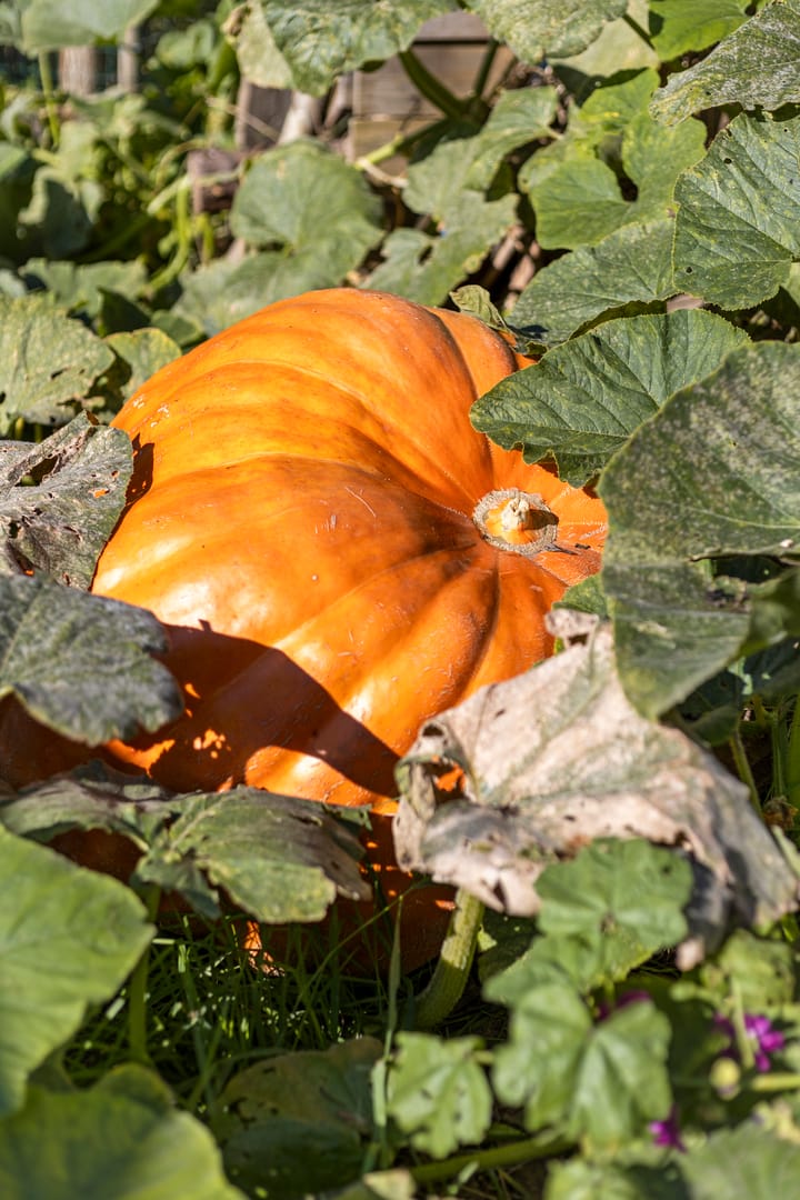 Photo 60 of Pompoenweg 58
