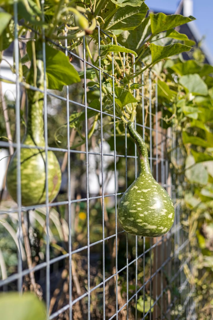 Photo 61 of Pompoenweg 58
