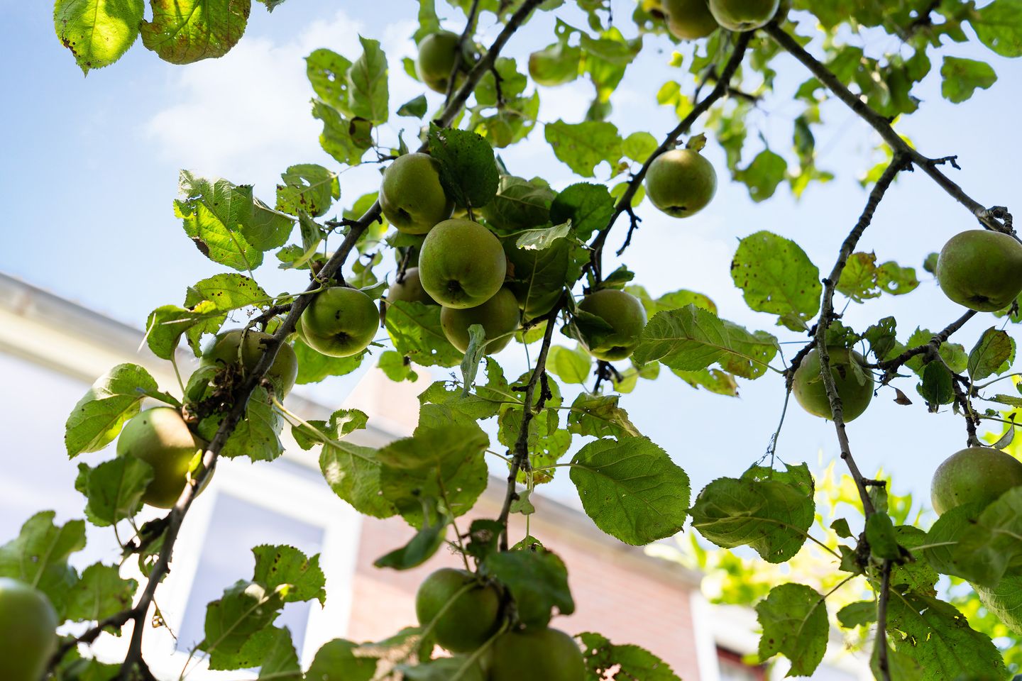 Foto 35 van Finne 77