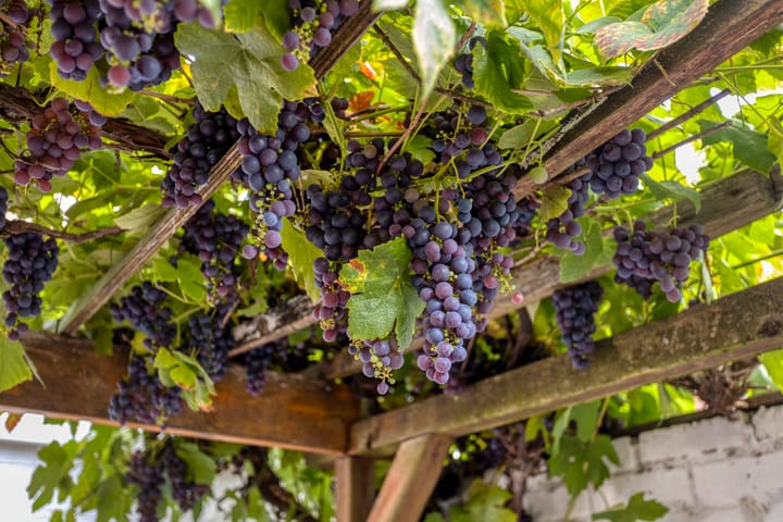 Foto 40 van Bruggertstraat 311