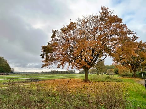 Kampeerveld 9 tertiary image