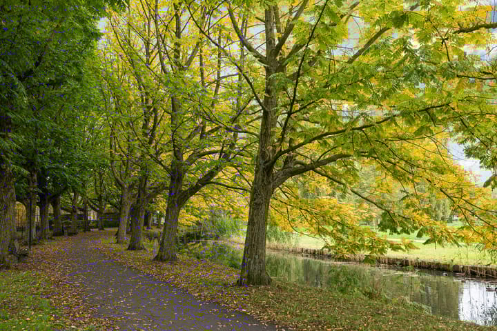 Foto 51 van Adriaen Willaertstraat 31