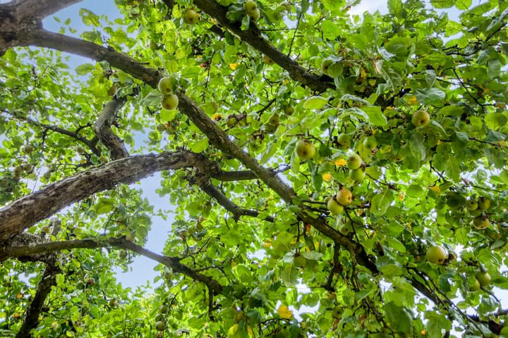 Foto 32 van Garsenshof 17