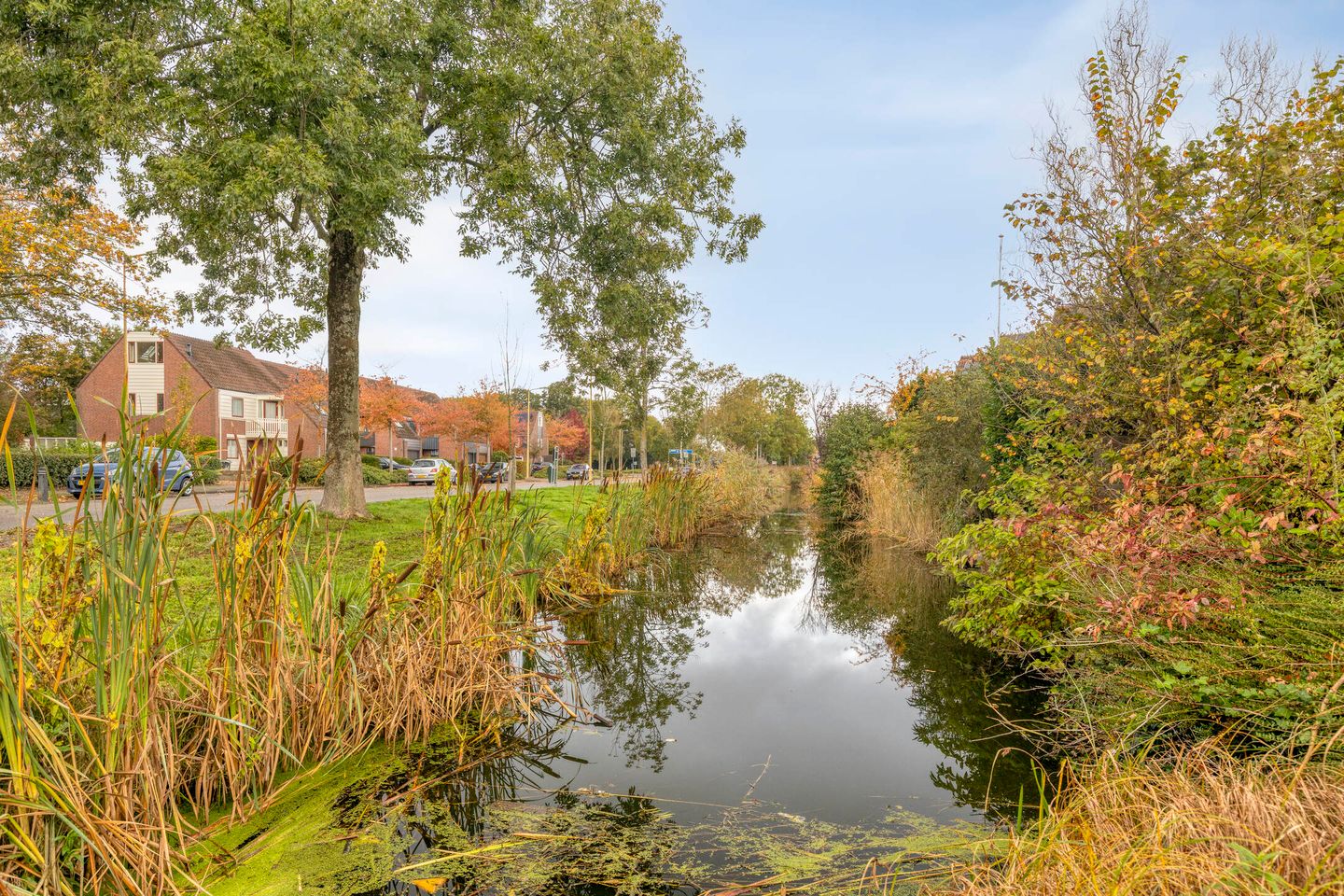 Foto 40 van Sleutelbloem 19