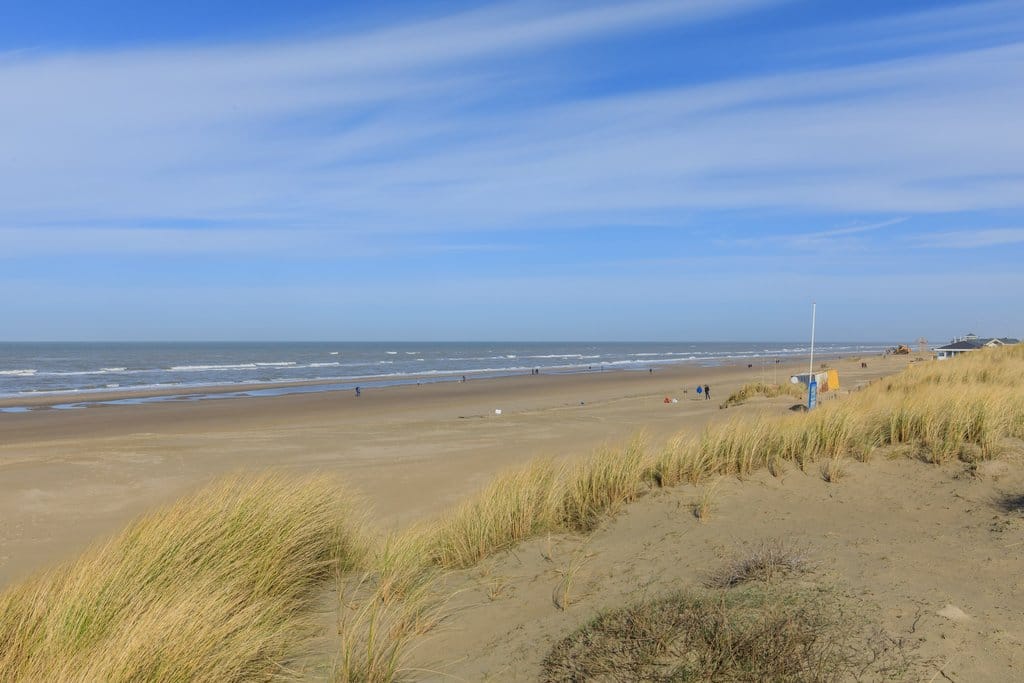 Foto 29 van Duinroos 36