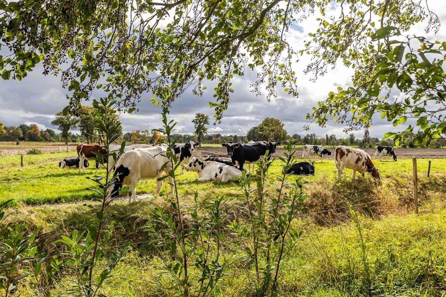 Foto 35 van Schapenweg 14