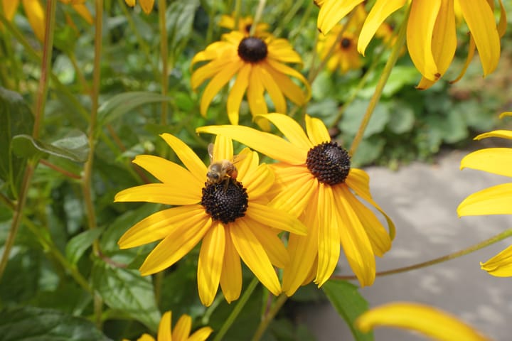 Foto 31 van Kruidenschans 114