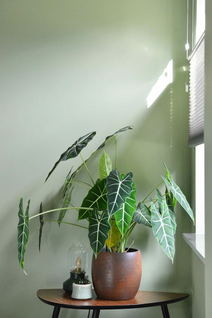 Foto 9 van Gulden Eind 1