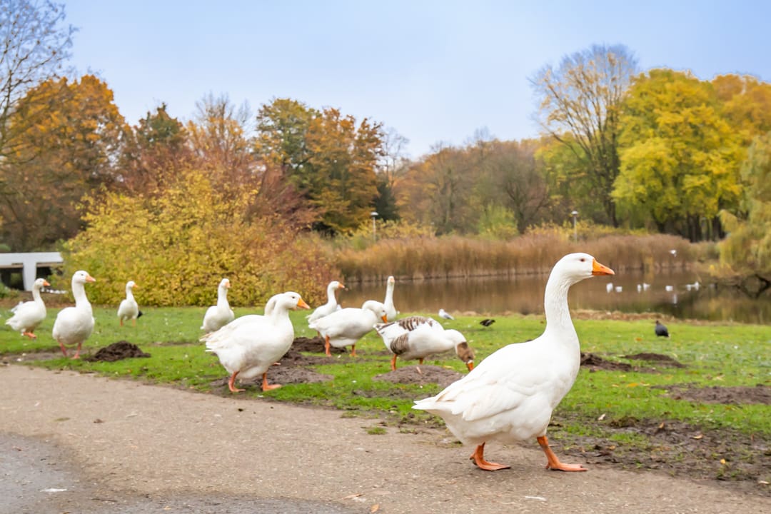 Foto 31 van Telderslaan 80