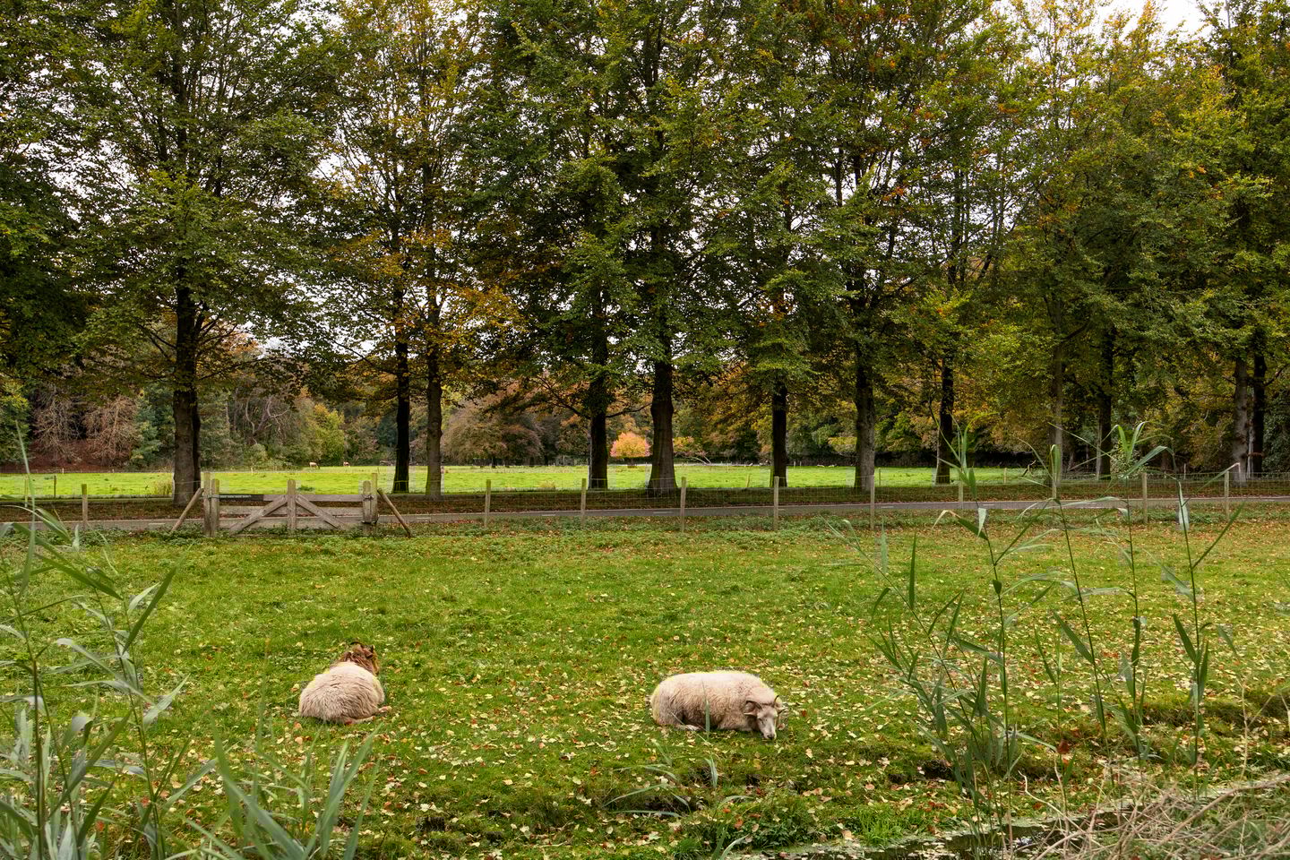 Foto 29 van Bloemveldlaan 4