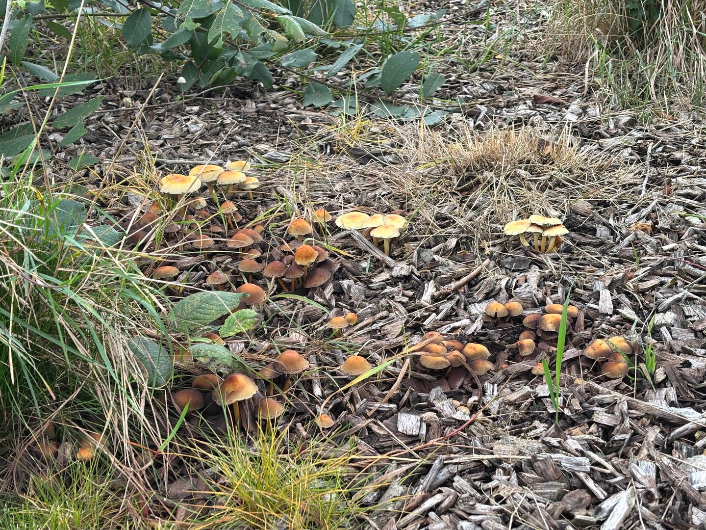 Photo 49 of Leiweg 17