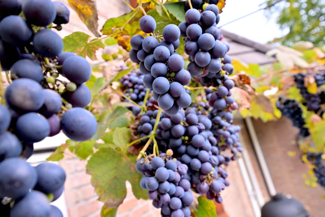 Photo 56 of Roodborst 11