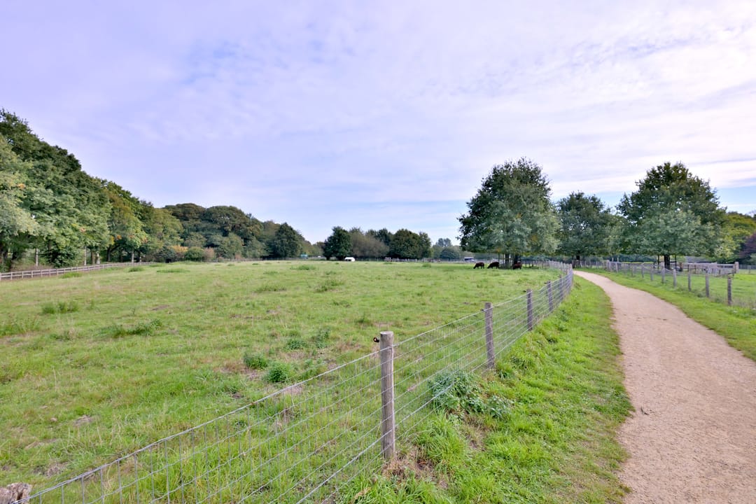 Photo 67 of Roodborst 11