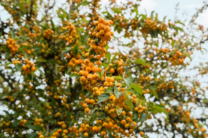 Foto 56 van Hoogeweg 34