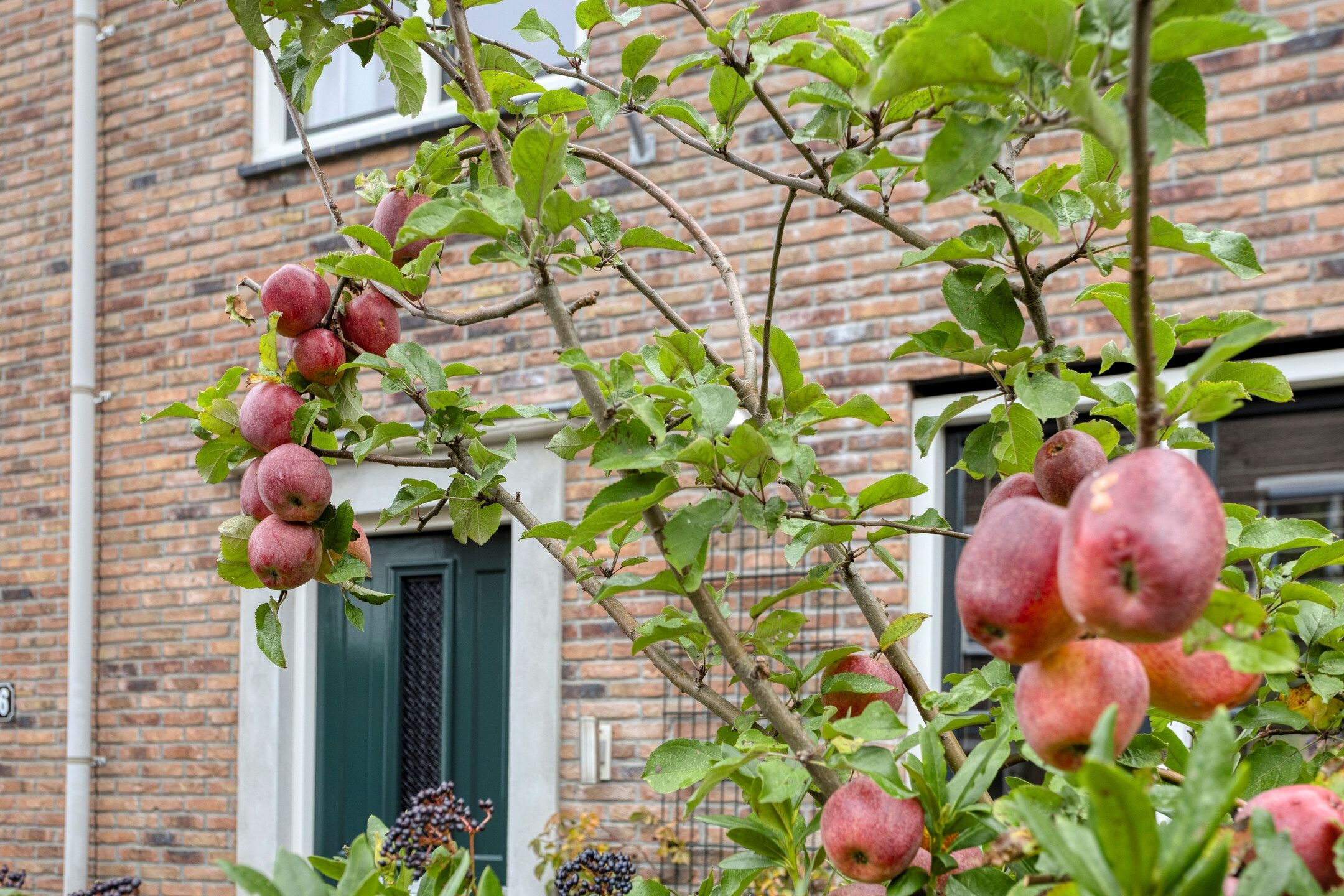 Foto 30 van Gelderse Roos 44