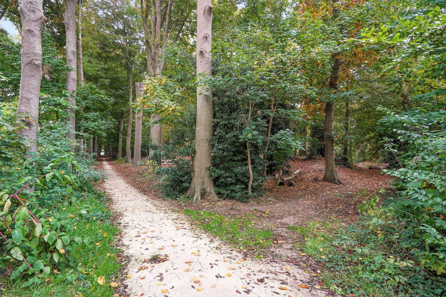 Foto 49 van Muurhagedis 29