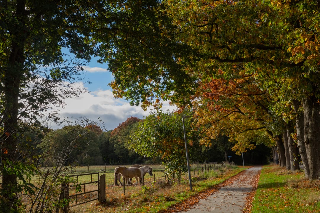 Foto 61 van Hoofdweg 3