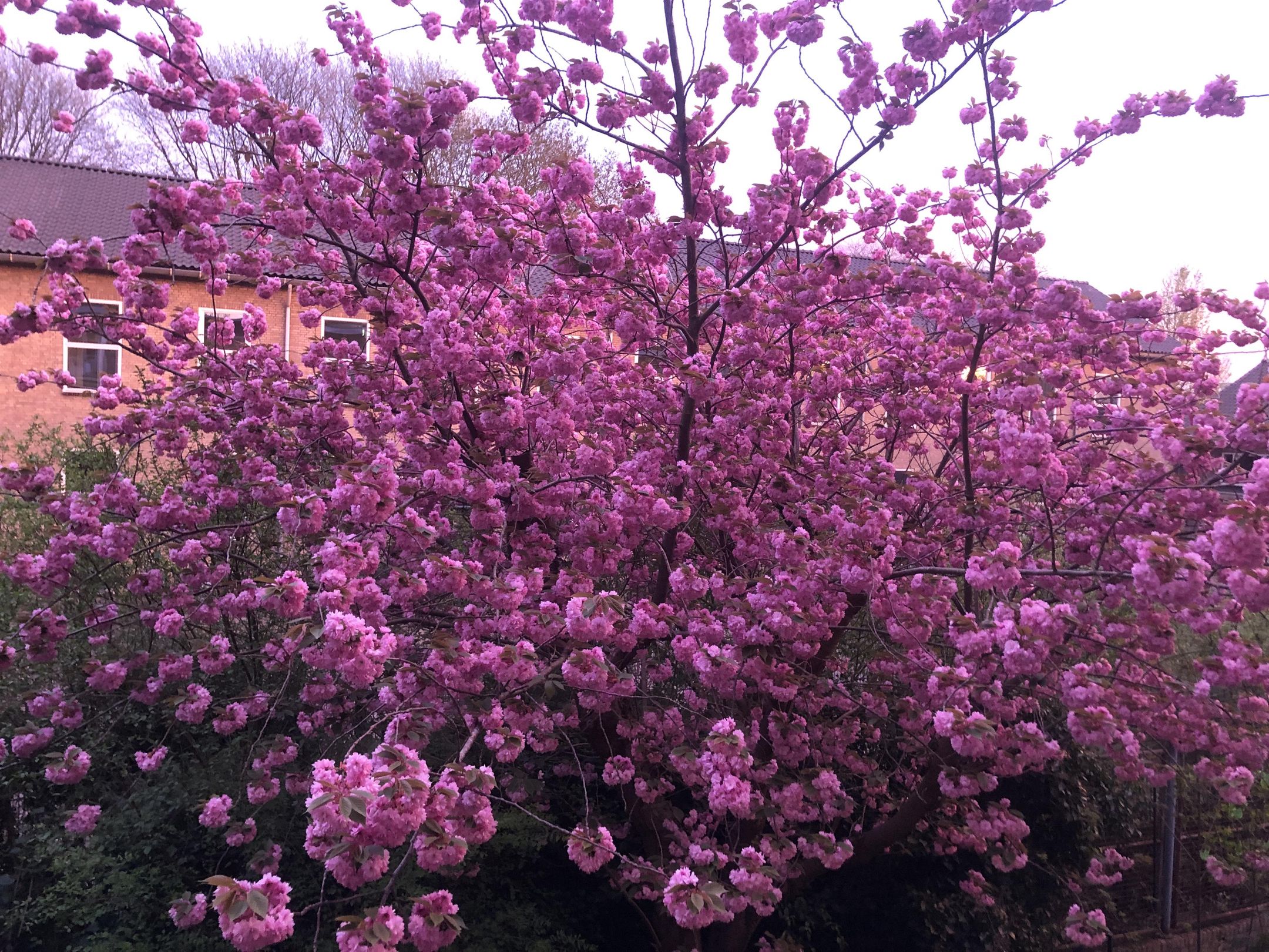 Foto 21 van Johannes van der Waalsstraat 32-1